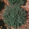 Ilex Vomitoria Condeaux Bordeaux  Dwarf Yaupon Holly 3 gal. Container