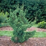 Juniperus Chinensis Robusta Green Chinese Juniper 7 ft. Height Ball and Burlap