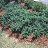 Juniperus Davurica Expansa Daurian Juniper