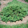 Juniperus Davurica Expansa Daurian Juniper