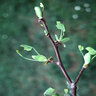 Liriodendron tulipifera Tulip Tree 2 gal. Container