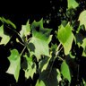 Liriodendron tulipifera Tulip Tree 2 gal. Container