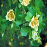 Liriodendron tulipifera Tulip Tree 2 gal. Container