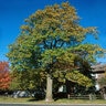 Liriodendron tulipifera Tulip Tree 2 gal. Container