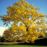 Liriodendron tulipifera Tulip Tree 2 gal. Container