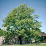 Liriodendron tulipifera Tulip Tree 2 gal. Container