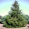 Juniperus Chinensis Fairview Chinese Juniper