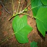 Liriodendron tulipifera Tulip Tree 2 gal. Container