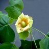 Liriodendron tulipifera Tulip Tree 2 gal. Container