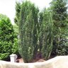 Ilex crenata Sky Pencil Japanese Holly 6 ft. Height Ball and Burlap