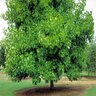 Liriodendron tulipifera Tulip Tree 2 gal. Container
