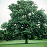 Liriodendron tulipifera Tulip Tree 2 gal. Container