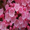 Kalmia Latifolia Tinkerbell Mountain Laurel 5 gal. Container