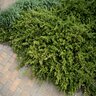 Juniperus Sabina Buffalo Savin Juniper 5 gal. Container