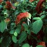 Justica Brandegeena Shrimp Plant 1 gal. Container