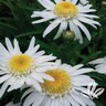 Leucanthemum X Superbum Angel Daisy Dwarf Shasta Daisy
