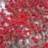 Ilex Verticillata Color Choice Farrowbop Berry Poppins Proven Winners Winterberry Holly 2 gal. Container