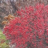 Ilex Verticillata Color Choice Farrowbop Berry Poppins Proven Winners Winterberry Holly 2 gal. Container