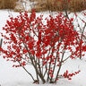 Ilex Verticillata Color Choice Farrowbop Berry Poppins Proven Winners Winterberry Holly 2 gal. Container