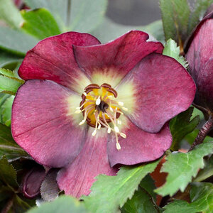 Helleborus X Honeymoon Rome In Red Lenten Rose 1 gal. Container