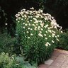 Leucanthemum X Superbum Becky Shasta Daisy 2 gal. Container