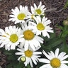 Leucanthemum X Superbum Snow Lady Shasta Daisy 1 gal. Container