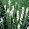Liatris Spicata Floristan White Gayfeather 1 gal. Container