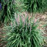 Liriope Spicata Creeping Lilyturf 1 gal. Container