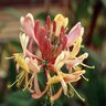 Lonicera Heckrottii Goldflame Honeysuckle Staked 3 gal. Container