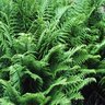 Dryopteris filix-mas Male Fern 1 gal. Container