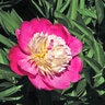 Paeonia Lactiflora Gay Paree Peony