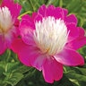 Paeonia Lactiflora Gay Paree Peony
