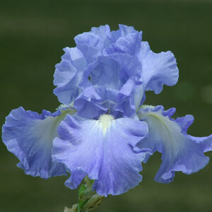 Iris Germanica Victoria Falls Bearded Iris