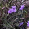 Ruellia Brittoniana Katie Mexican Petunia 1 gal. Container