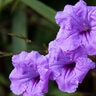 Ruellia Brittoniana Katie Mexican Petunia 1 gal. Container