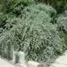 Cotoneaster Glaucophyllus Large Leaf Cotoneaster 5 gal. Container