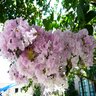 Lagerstroemia Indica X Fauriei Bashams Party Pink Crape Myrtle 25-30 gal. Container
