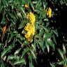 Mahonia aquifolium Oregon Grape 3 gal. Container
