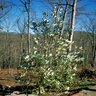 Magnolia Virginiana Henry Hicks Sweetbay Magnolia 7 ft. Height Ball and Burlap