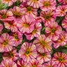Calibrachoa x Superbells Tropical Sunrise Proven Winners Mini Petunia