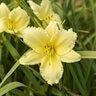Hemerocallis X Happy Ever Appster Big Time Happy Daylily 1 gal. Container