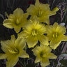 Hemerocallis X Happy Ever Appster Big Time Happy Daylily 1 gal. Container