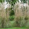 Erianthus Ravennae Ravenna Grass 2 gal. Container