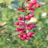 Malus Hupehensis Cardinal Crabapple 2.5 in. Caliper Ball and Burlap