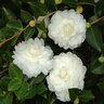 Camellia Sasanqua October Magic Southern Living Camellia 3 gal. Container
