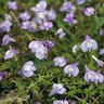Mazus Reptans Creeping Mazus SP3 Container