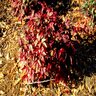 Nandina domestica Fire Power Heavenly Bamboo 1 gal. Container