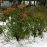 Nandina Domestica Moon Bay Heavenly Bamboo 3 gal. Container