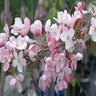 Malus X Pink Spires Crabapple 2 in. Caliper Ball and Burlap