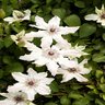 Clematis Vancouver Fragrant Star Clematis Staked 2 gal. Container